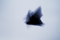 Kalon australsky - Pteropus poliocephalus - Gray-headed Flying Fox o1416